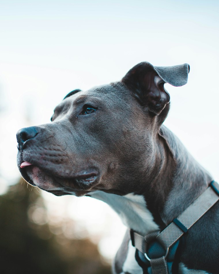 Zeus — blue American Bully profile