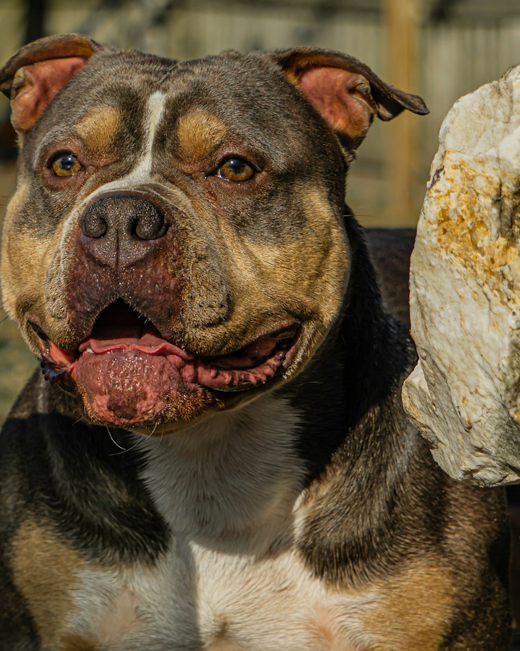 Rocky — fawn American Bully head study