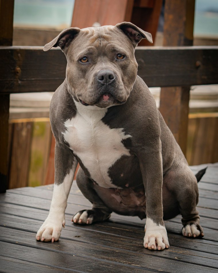 Nova — blue tri American Bully female