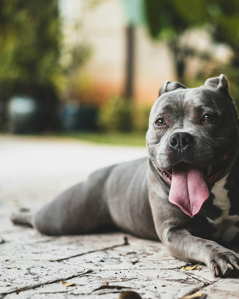 Blue American Bully resting