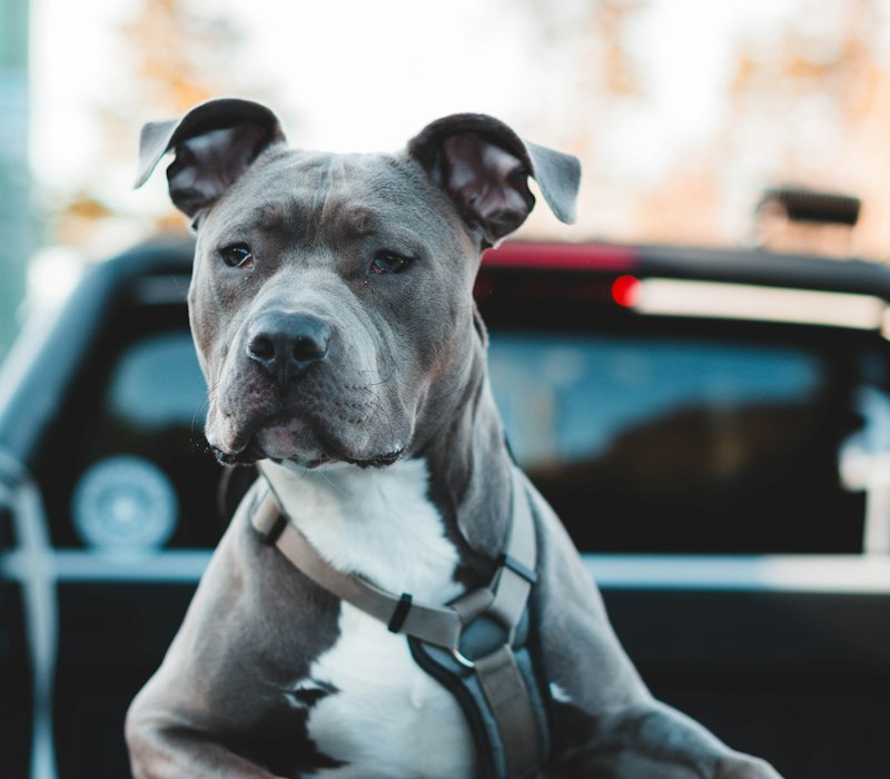 American Bully looking out of a car window