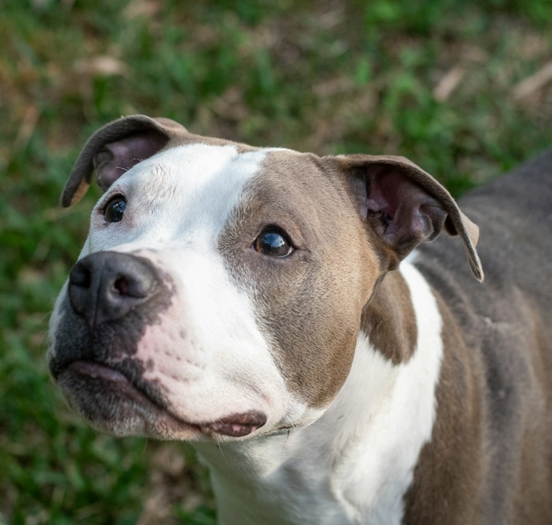 Close-up portrait of a blue and white bully