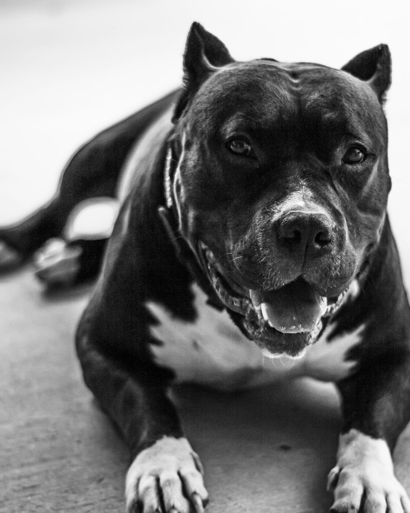 Black and white study of an American Bully
