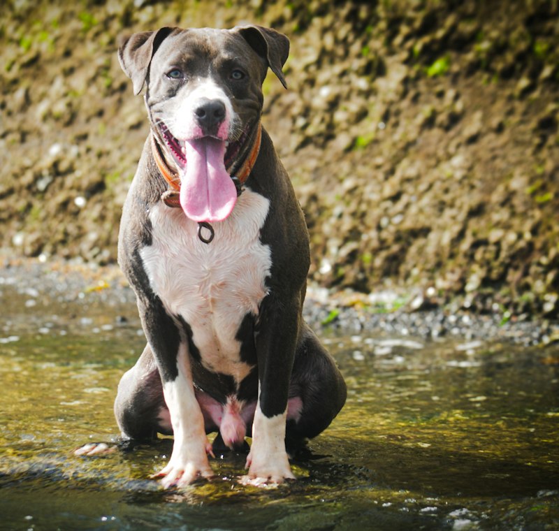 Bully standing in shallow water