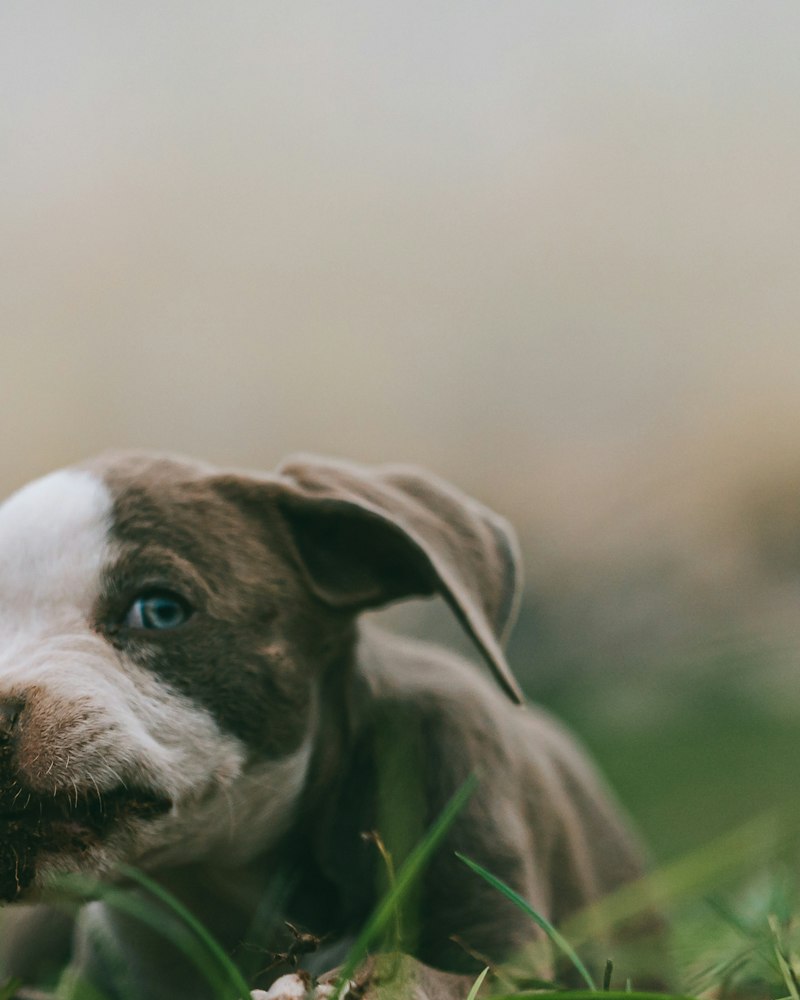 Moody portrait of an American Bully