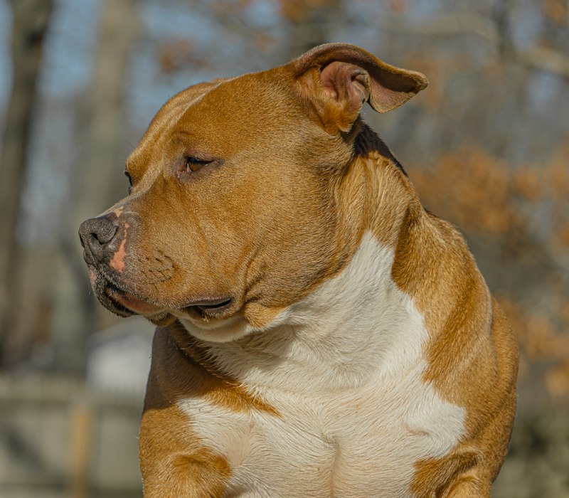 Fawn bully portrait in soft light