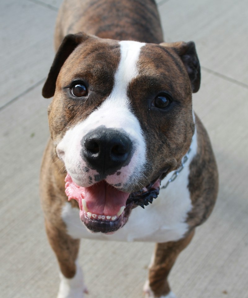 American Bully walking toward camera