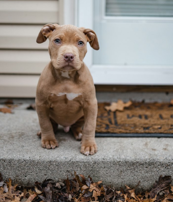 Fawn American Bully puppy sitting